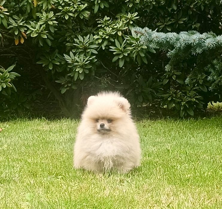 Pomeranian sliczny misiu xs