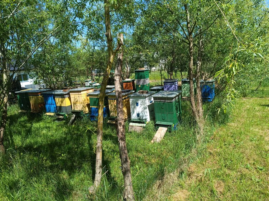Odkłady pszczele pszczoły krainka dobra alpejka 5 ramkowe wlkp ule