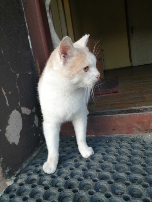 biało rudy Kocurek starszy do adopcji