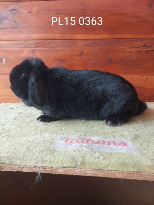 Samice karzełka barana francuskiego czarnego