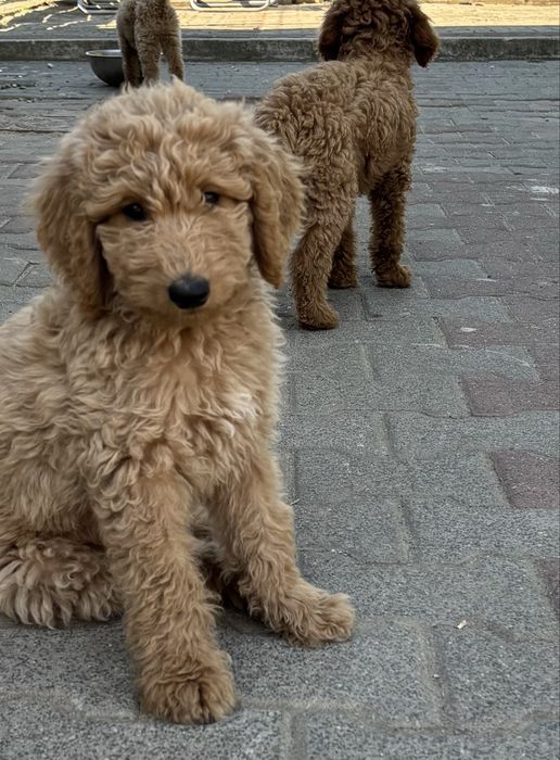 Goldendoodle F1b