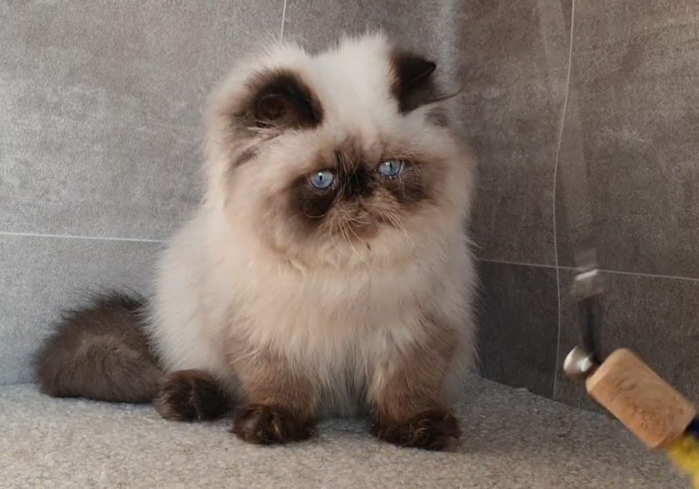 Kocurek, mrucząca przylepa!