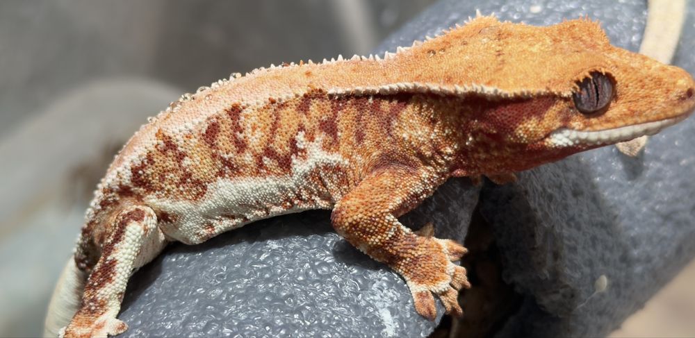 Gekon orzęsiony samiec