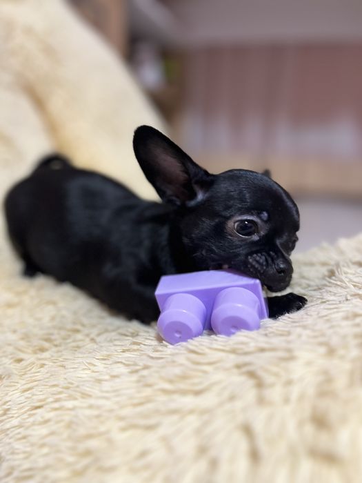 Цуценята чіхуахуа