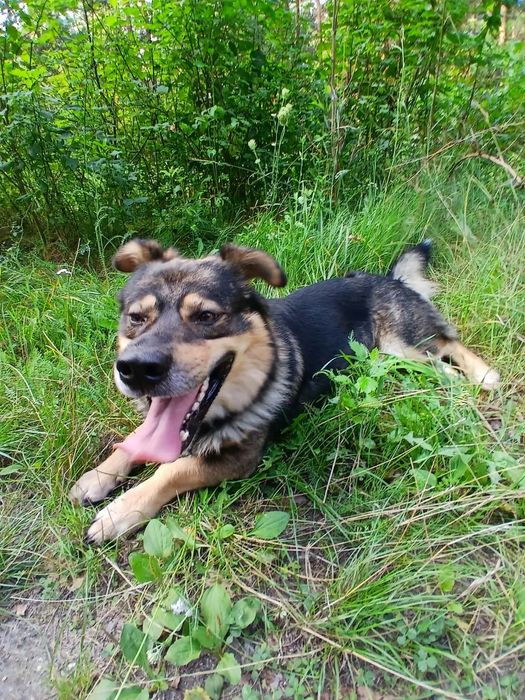 Teddy do adopcji