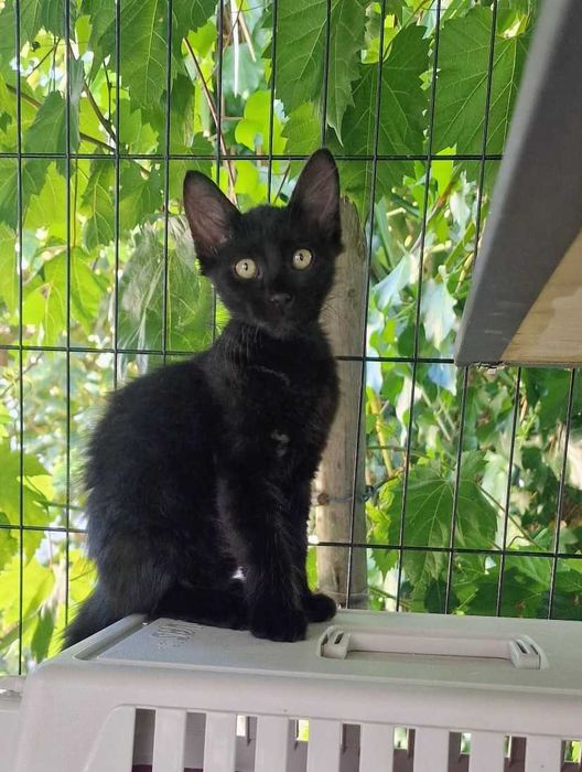 Gato bebé para adoção consciente
