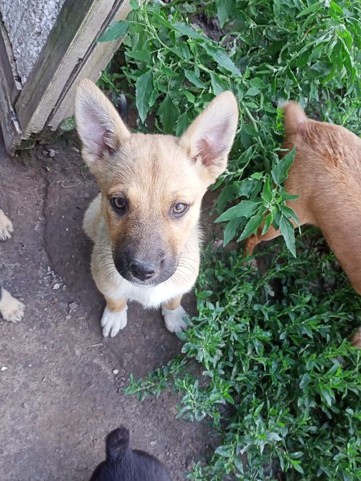 Цуценятка більгійці(малинуа)