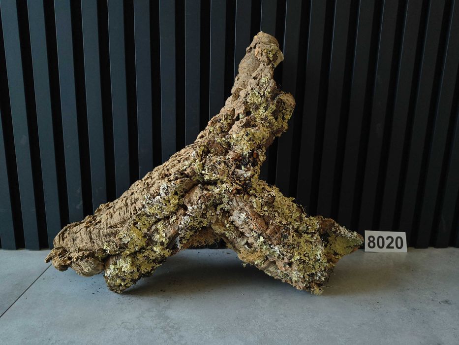 Tuba KORKOWA 8020 kora dębu do terrarium płaz gad pająk 56x41x17