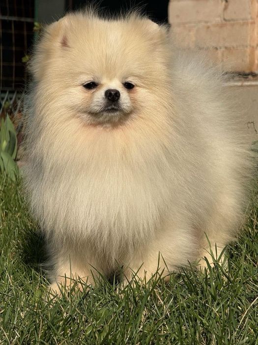 Померанский шпиц