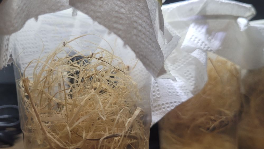 Cultura de Drosophila melanogaster(mosca da fruta) – Produção Ativa | Alimento Vivo para Répteis, Anfíbios e Invertebrados
