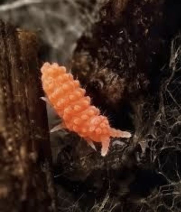 Colembolos vermelhos e Springtail - Folsomia Candida