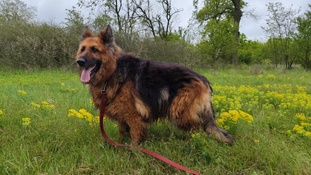 Piękna sunia czeka w schronisku na dom.
