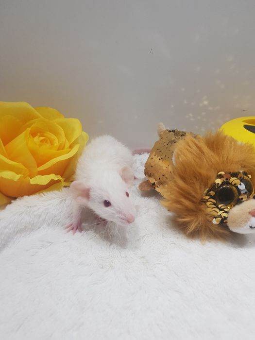 Szczur Dumbo młode szczurki reksy