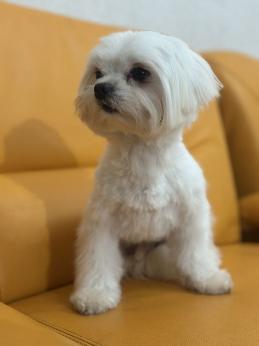 В'язка мальтезе..