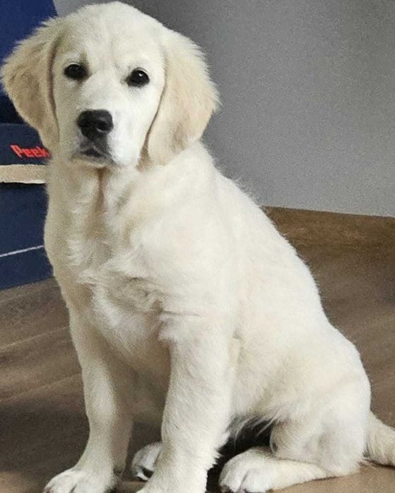 Suczka GOLDEN RETRIEVER, Aria - nadal poszukiwana!!! (nagroda)