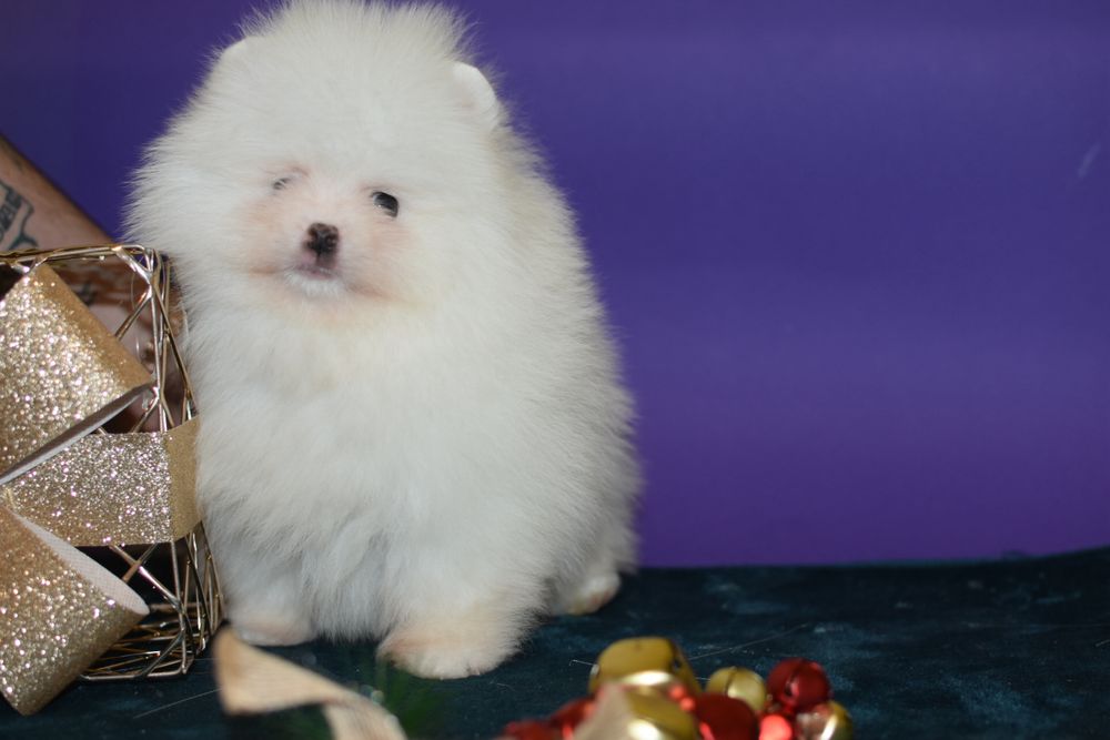 Малюк шпиць