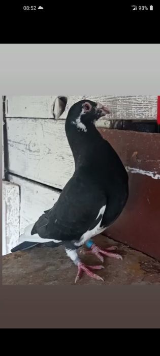 Golebie pocztowe staropolskie