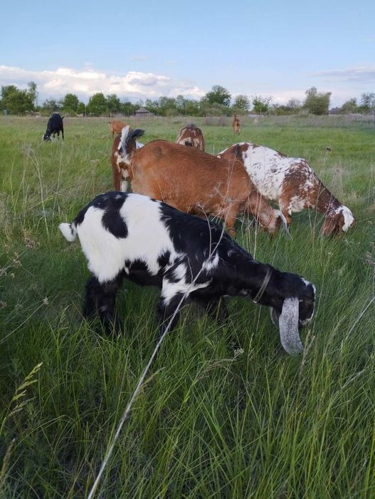 Продам кози. Срочно!