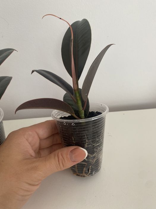 Фікус робуста еластік