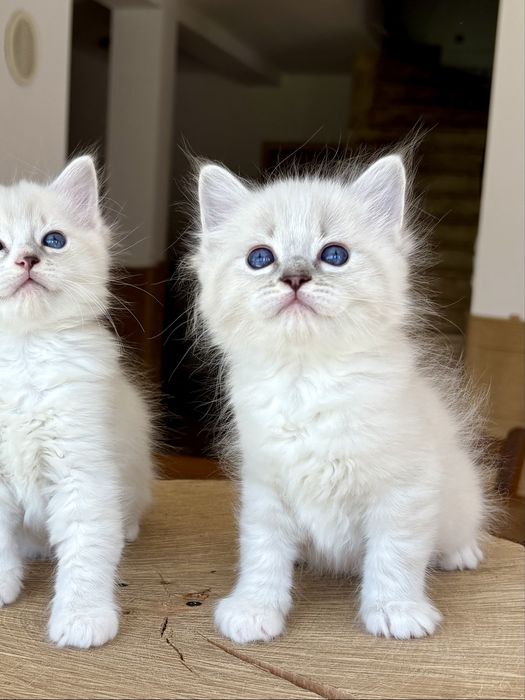 Ragdoll FPL kocurek blue mitted tabby