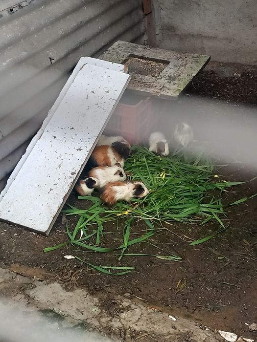 Vendo animais de quinta