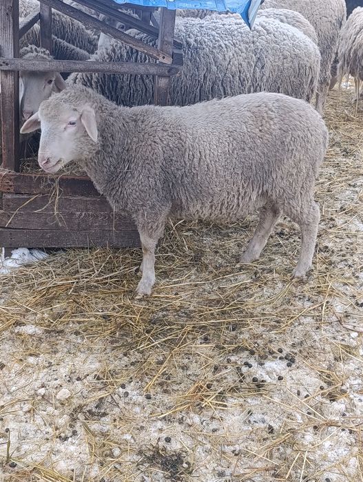 Продам 3 барана на м'ясо