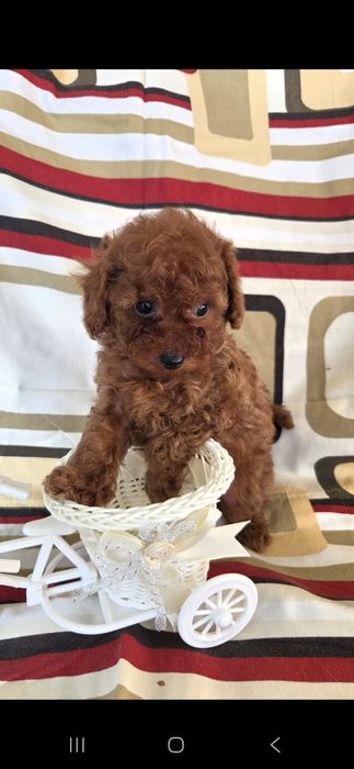 Девочка той пудель