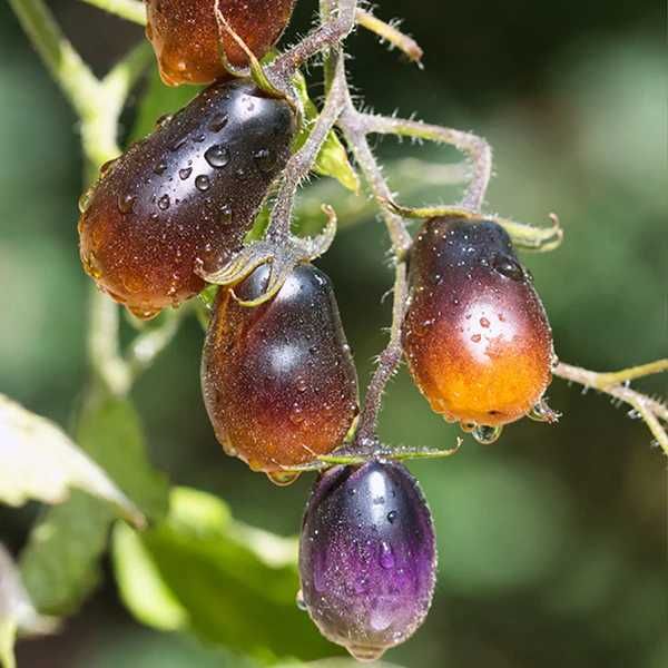 15 Sementes - Tomate Pera Indigo - Solanum lycopersicum