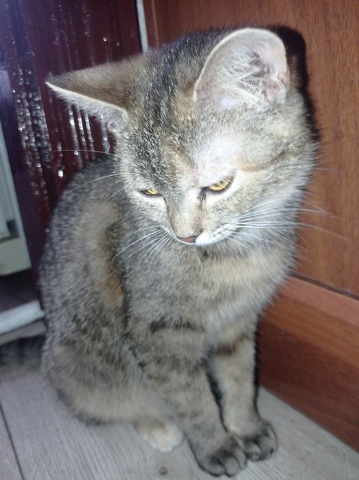 Віддам трьохмасну кицьку