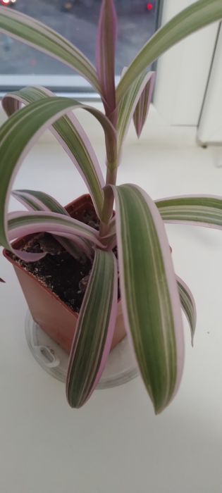 Продам вазон традесканцію