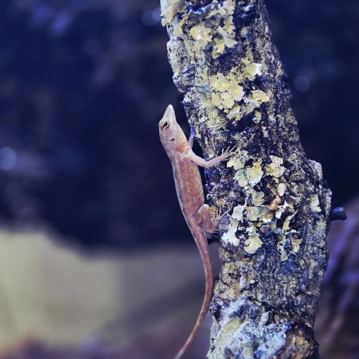 anolisy sagrei (anolis brunatny)