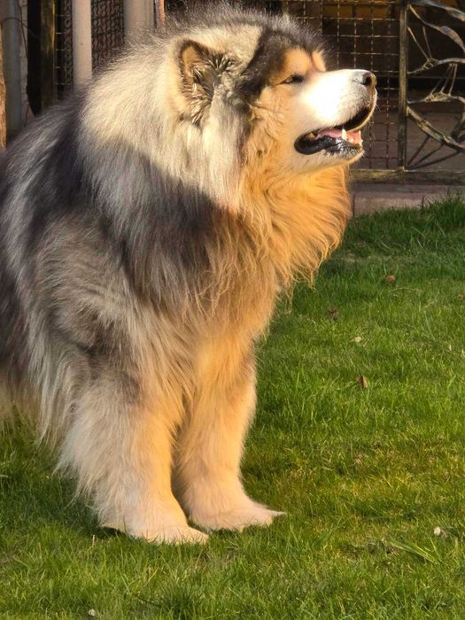 Аляскінський Маламут шукає дівчинку