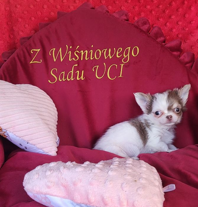 Chihuahua piesek