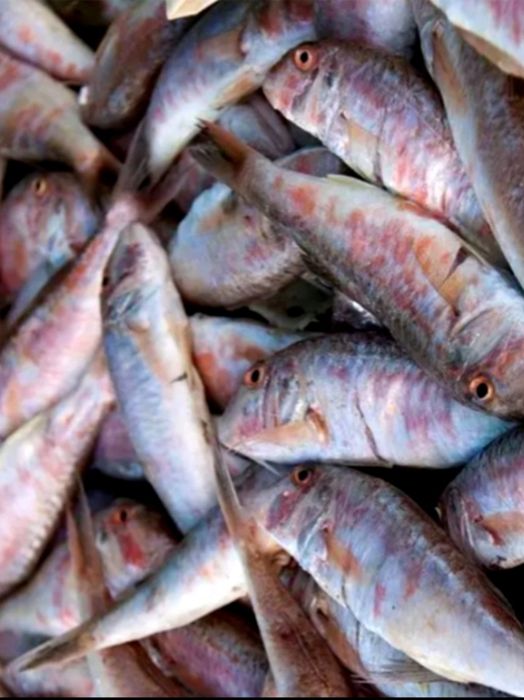 Черноморская креветка,