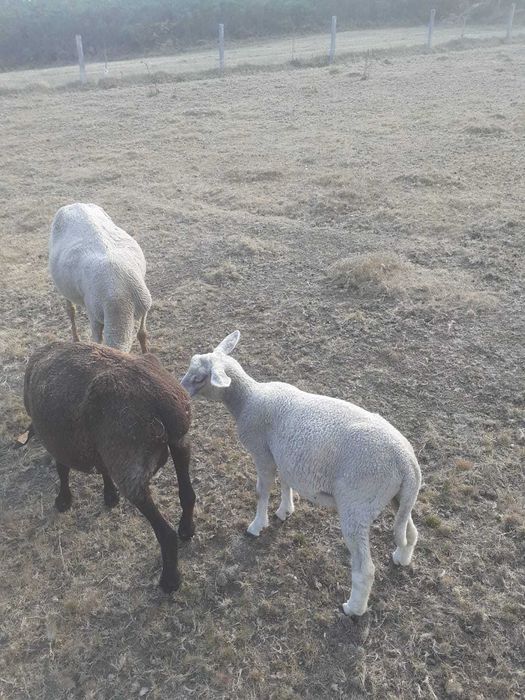 Vendo Borrega Charolesa