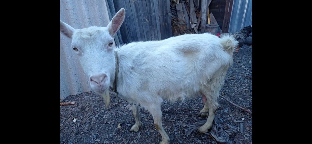 Продається коза та козеня