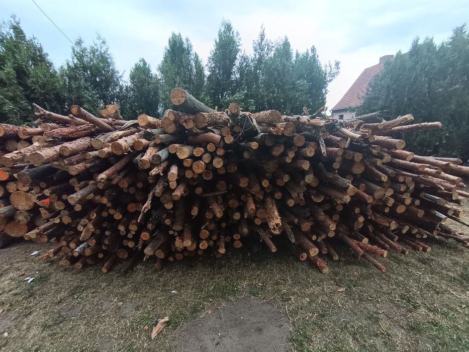 Sprzedam drzewo sosnowe