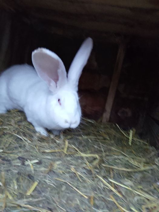 Olbrzym Belgijski Biały