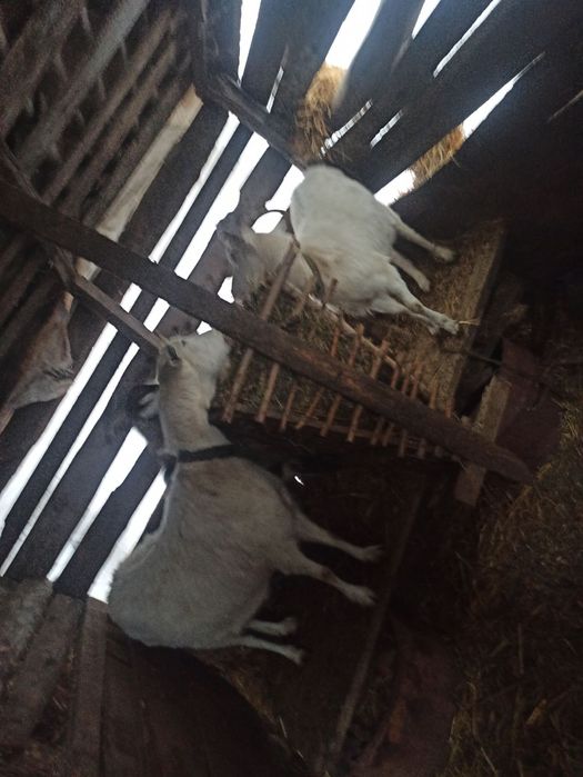 Продам козичку молоду кітну.