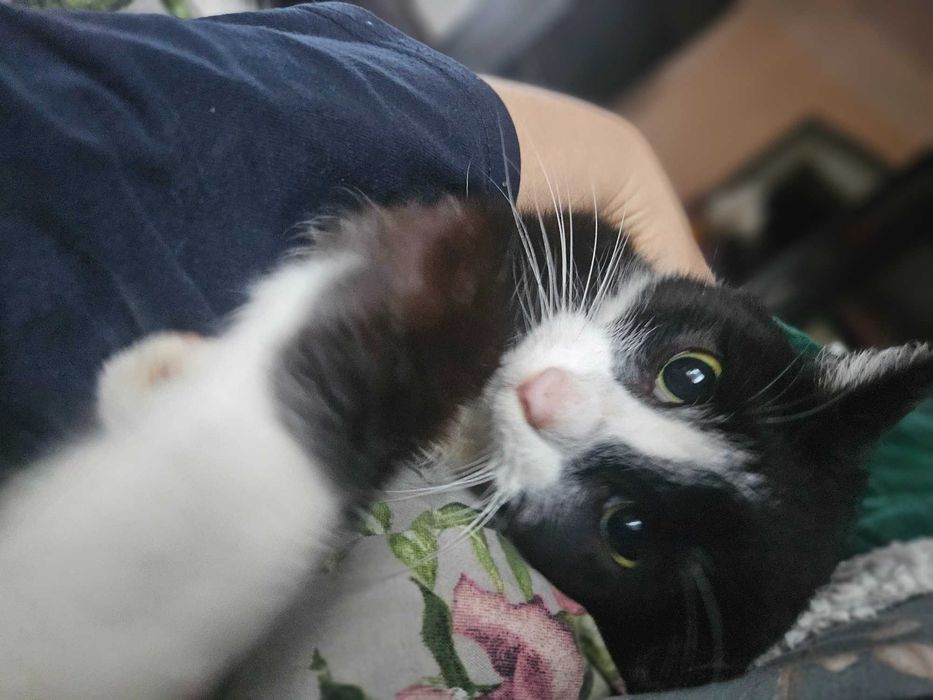 Wystawia łapki i obejmuje całym sobą,Dieguś zna dużego psa ,trzyletni