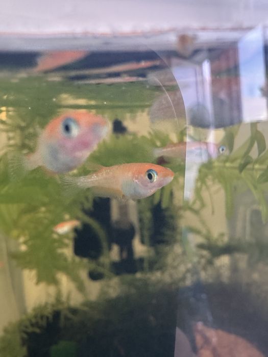 Peixes do Arroz Medaka – Lindos, resistentes e fáceis de criar