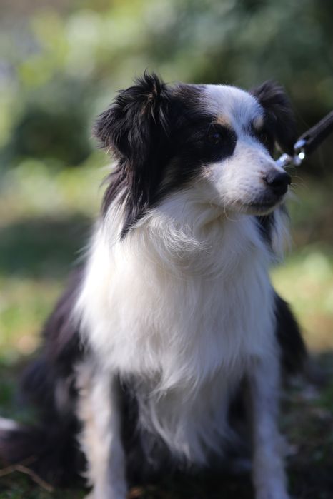 Віддам в добрі руки