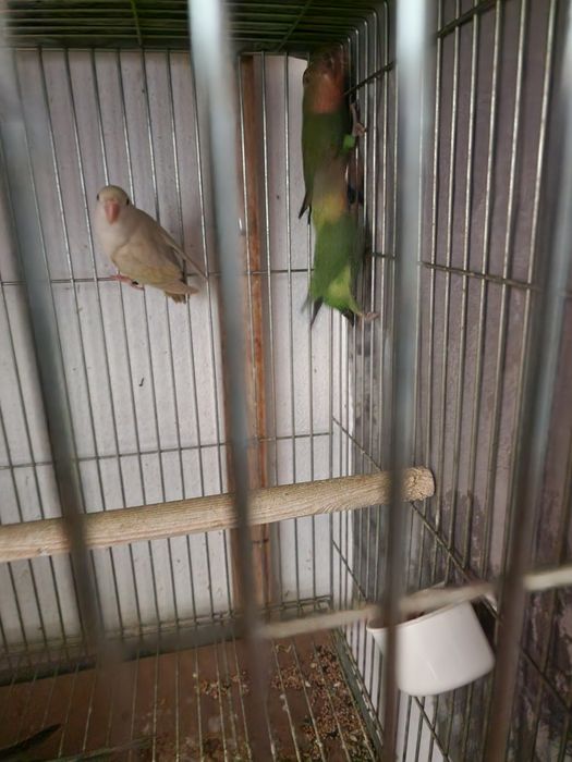 Roseicollis e caturras final 2025