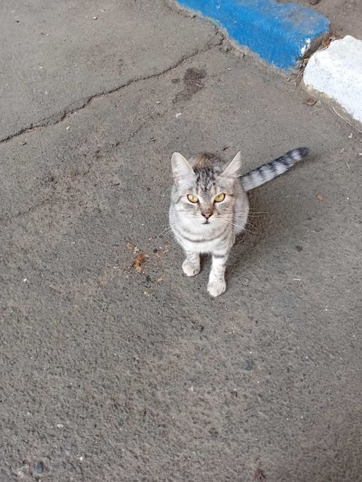 Кошечка, 7 мес., стерилизована.