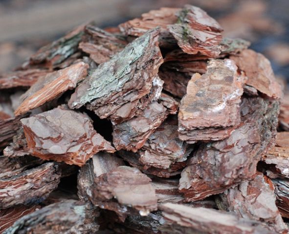 КОРА соснова для ландшафту акція
