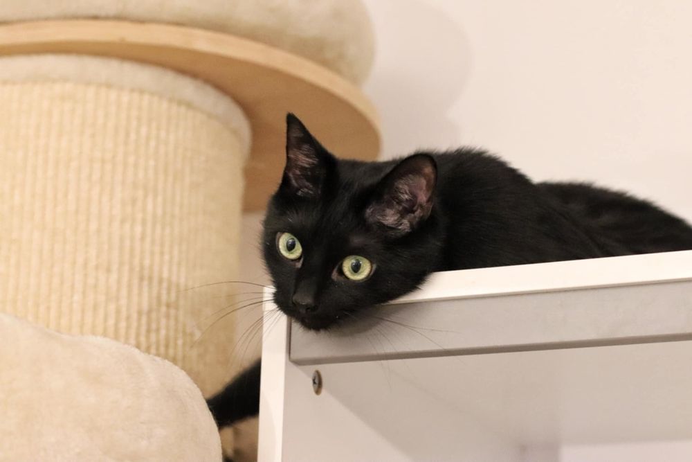 Czarny kotek kocurek