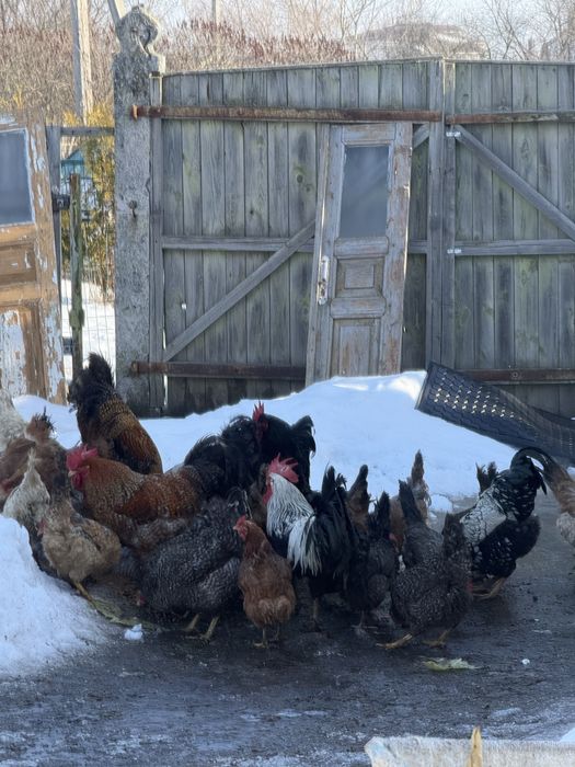 Інкубаційне яйце мішаних домашніх курей