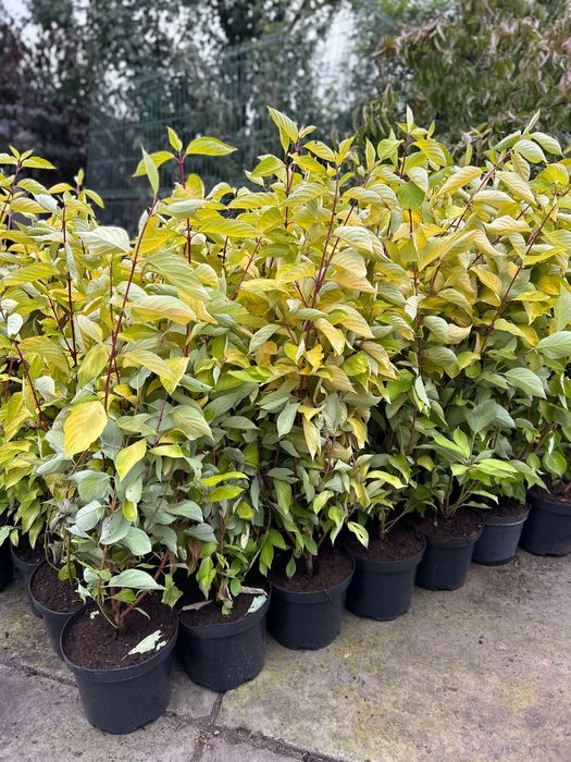 Дерен білий Elegantissima | Aurea в горщиках