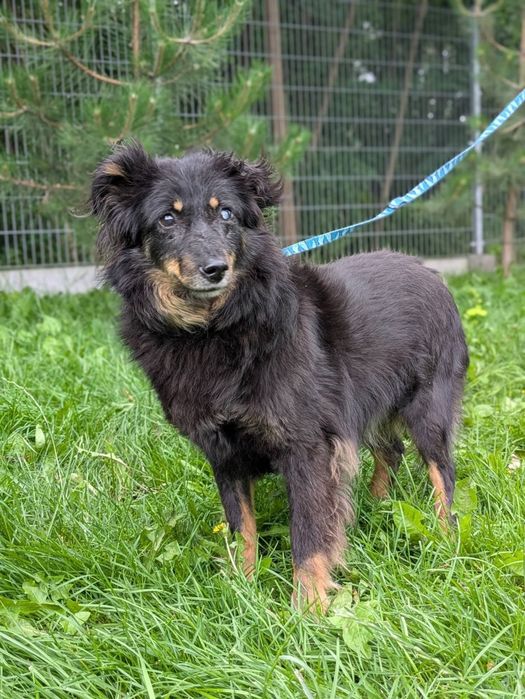 Twix puchaty seniorek, którego los nie oszczędzał do adopcji!