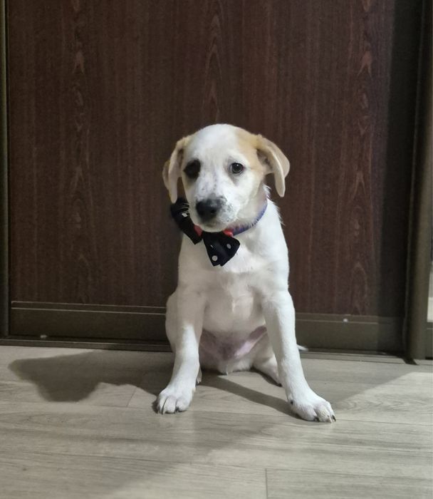 Джек расел терьер метисы